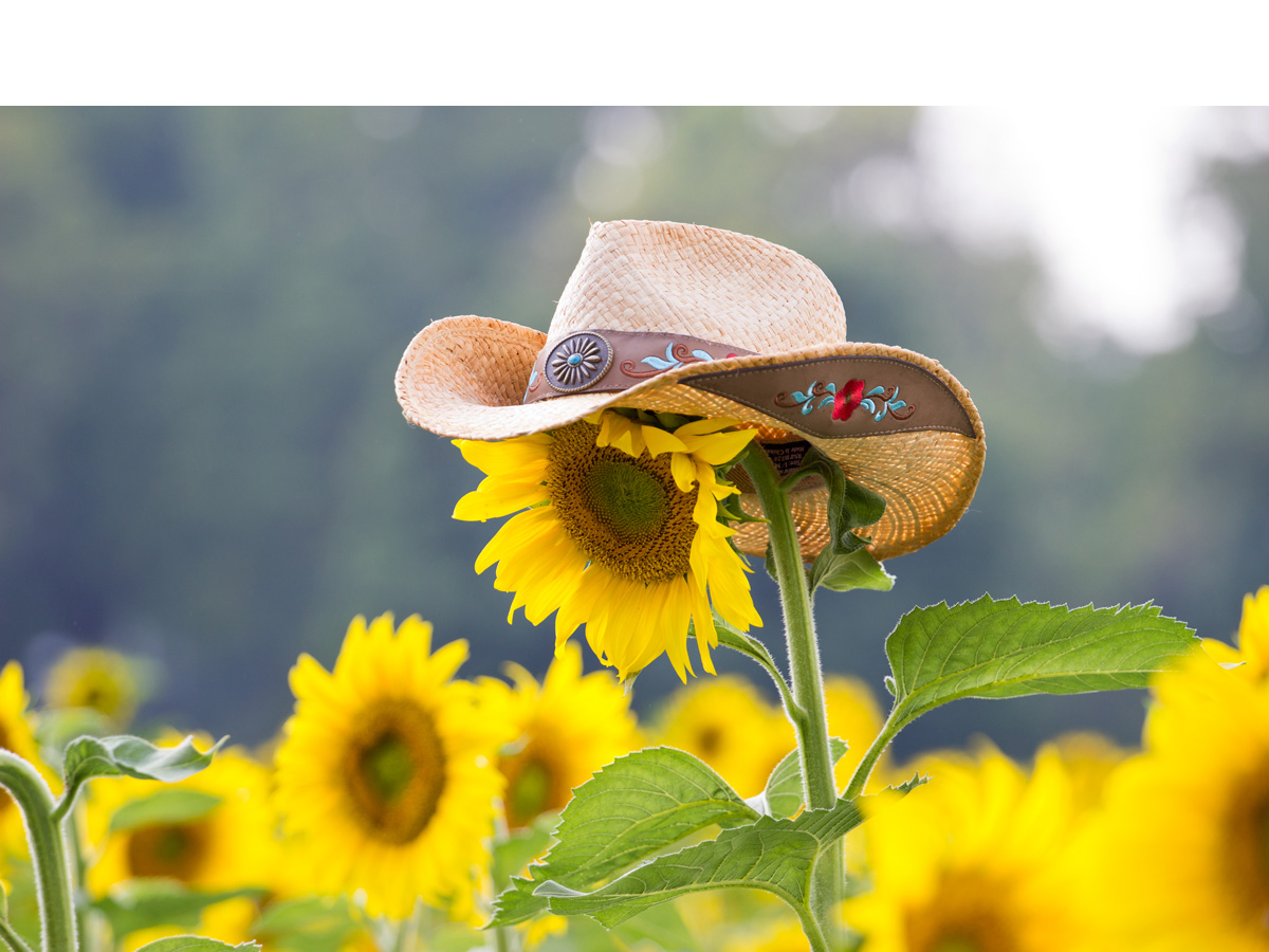 Cowboy Sunflower